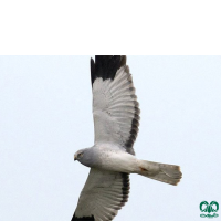 گونه سنقر خاکستری Hen Harrier